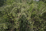 小周屯烽火台