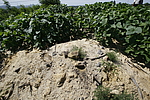 岭东2号烽火台